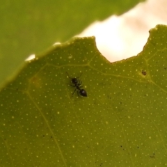 Crematogaster sp. (genus) at Fadden, ACT - 8 Feb 2018 09:39 AM