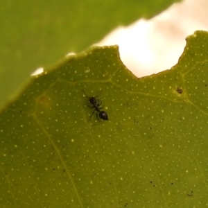 Crematogaster sp. (genus) at Fadden, ACT - 8 Feb 2018 09:39 AM