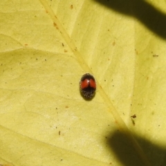 Diomus notescens (Little two-spotted ladybird) at Fadden, ACT - 7 Feb 2018 by YumiCallaway