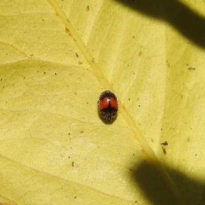 Diomus notescens (Little two-spotted ladybird) at Fadden, ACT - 7 Feb 2018 by YumiCallaway