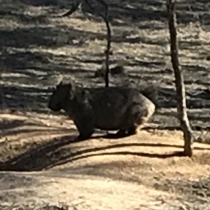 Vombatus ursinus at Bungendore, NSW - 10 Jun 2018