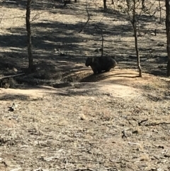 Vombatus ursinus at Bungendore, NSW - 10 Jun 2018