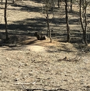 Vombatus ursinus at Bungendore, NSW - 10 Jun 2018 12:36 PM