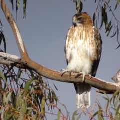 Hieraaetus morphnoides (Little Eagle) by roymcd