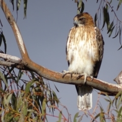 Hieraaetus morphnoides (Little Eagle) at Garran, ACT - 9 Jun 2018 by roymcd