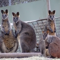 Wallabia bicolor (Swamp Wallaby) at Tidbinbilla Nature Reserve - 22 May 2018 by roymcd