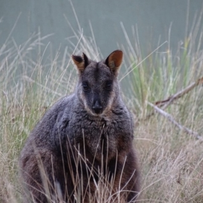 Wallabia bicolor (Swamp Wallaby) at Tidbinbilla Nature Reserve - 22 May 2018 by roymcd