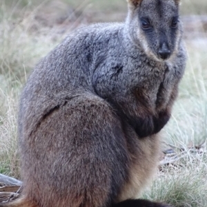 Wallabia bicolor at Paddys River, ACT - 22 May 2018