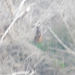 Wallabia bicolor at Molonglo River Reserve - 10 Jun 2018