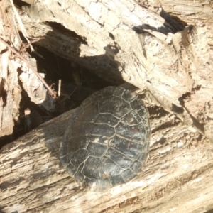 Chelodina longicollis at Molonglo River Reserve - 10 Jun 2018