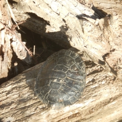 Chelodina longicollis (Eastern Long-necked Turtle) at Molonglo River Reserve - 10 Jun 2018 by MichaelMulvaney