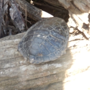 Chelodina longicollis at Molonglo River Reserve - 10 Jun 2018 03:13 PM