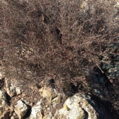 Cryptandra speciosa subsp. speciosa (Silky Cryptandra) at Molonglo River Reserve - 11 Jun 2018 by MichaelMulvaney