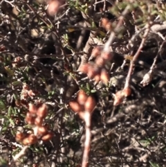 Cryptandra speciosa subsp. speciosa at Molonglo River Reserve - 11 Jun 2018