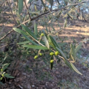 Olea europaea subsp. cuspidata at Majura, ACT - 11 Jun 2018 03:44 PM