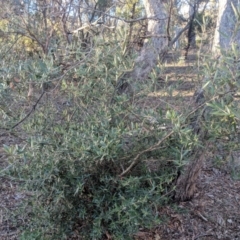 Olea europaea subsp. cuspidata at Majura, ACT - 11 Jun 2018 03:44 PM