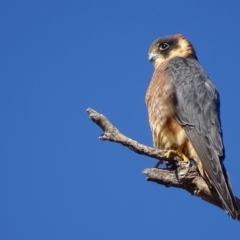 Falco longipennis (Australian Hobby) at Garran, ACT - 11 Jun 2018 by roymcd