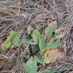 Plantago major (Greater Plantain) at Jerrabomberra Wetlands - 28 May 2018 by michaelb