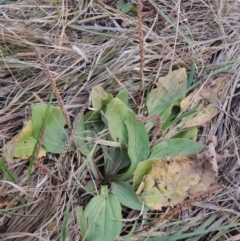 Plantago major (Greater Plantain) at Campbell, ACT - 28 May 2018 by MichaelBedingfield