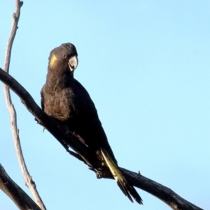 Zanda funerea at Fyshwick, ACT - 11 Jun 2018 08:13 AM