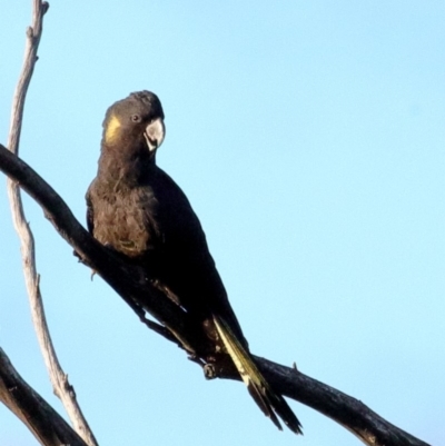 Zanda funerea (Yellow-tailed Black-Cockatoo) at Fyshwick, ACT - 11 Jun 2018 by JonSteinbeck