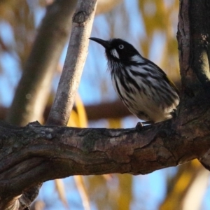 Phylidonyris novaehollandiae at Fyshwick, ACT - 11 Jun 2018 08:08 AM