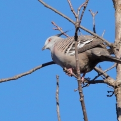 Ocyphaps lophotes (Crested Pigeon) at Lake Burley Griffin West - 9 Jun 2018 by BIrdsinCanberra