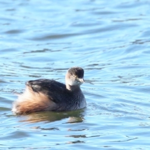 Tachybaptus novaehollandiae at Molonglo Valley, ACT - 10 Jun 2018