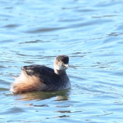 Tachybaptus novaehollandiae (Australasian Grebe) at Molonglo Valley, ACT - 10 Jun 2018 by JonSteinbeck