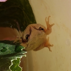 Litoria latopalmata (Broad-palmed Tree-frog) at Mitchell, ACT - 13 Feb 2018 by painej