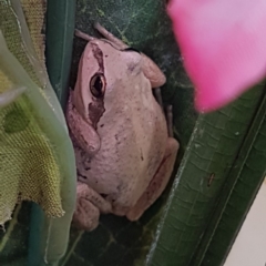 Litoria latopalmata at Mitchell, ACT - 13 Feb 2018