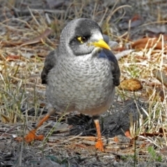 Manorina melanocephala (Noisy Miner) at Fadden, ACT - 11 Jun 2018 by RodDeb