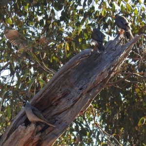 Manorina melanocephala at Fadden, ACT - 11 Jun 2018