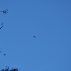 Hieraaetus morphnoides (Little Eagle) at Acton, ACT - 11 Jun 2018 by MattM