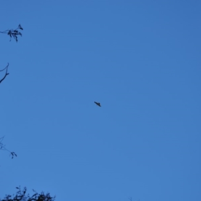 Hieraaetus morphnoides (Little Eagle) at Acton, ACT - 11 Jun 2018 by MattM