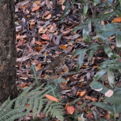 Zoothera lunulata (Bassian Thrush) at ANBG - 11 Jun 2018 by MattM