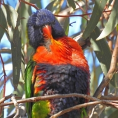 Trichoglossus moluccanus (Rainbow Lorikeet) at Fadden, ACT - 11 Jun 2018 by RodDeb