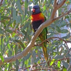 Trichoglossus moluccanus at Fadden, ACT - 11 Jun 2018 01:19 PM