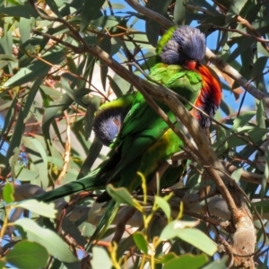 Trichoglossus moluccanus at Fadden, ACT - 11 Jun 2018 01:19 PM