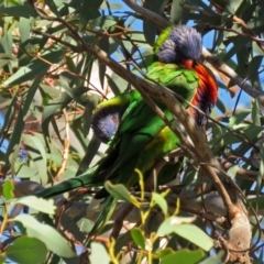 Trichoglossus moluccanus at Fadden, ACT - 11 Jun 2018