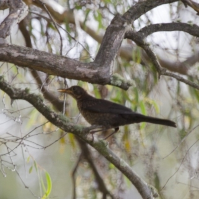 Turdus merula (Eurasian Blackbird) at Michelago, NSW - 2 Jan 2014 by Illilanga