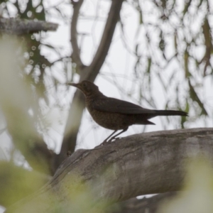 Turdus merula at Michelago, NSW - 2 Jan 2014 07:17 AM