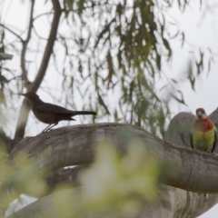 Turdus merula at Michelago, NSW - 2 Jan 2014 07:17 AM