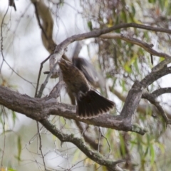 Turdus merula at Michelago, NSW - 2 Jan 2014 07:17 AM