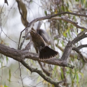 Turdus merula at Michelago, NSW - 2 Jan 2014 07:17 AM