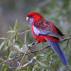 Platycercus elegans (Crimson Rosella) at Acton, ACT - 11 Jun 2018 by Leo