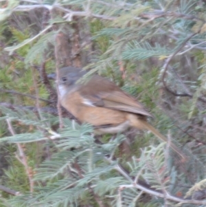 Pachycephala olivacea at Tennent, ACT - 11 Jun 2018