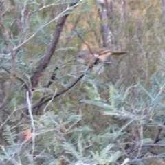 Pachycephala olivacea at Tennent, ACT - 11 Jun 2018