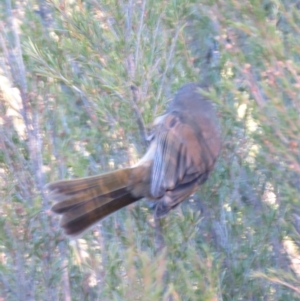 Pachycephala olivacea at Tennent, ACT - 11 Jun 2018