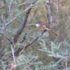 Pachycephala olivacea at Tennent, ACT - 11 Jun 2018